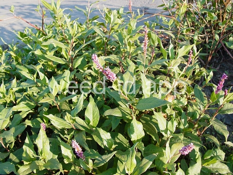 smartweed, water